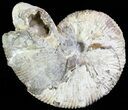 Hoploscaphites Brevis Ammonite - South Dakota #62592-1